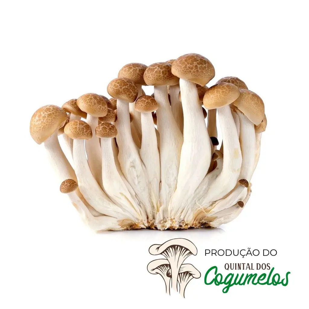 Cogumelo Shimeji 500g