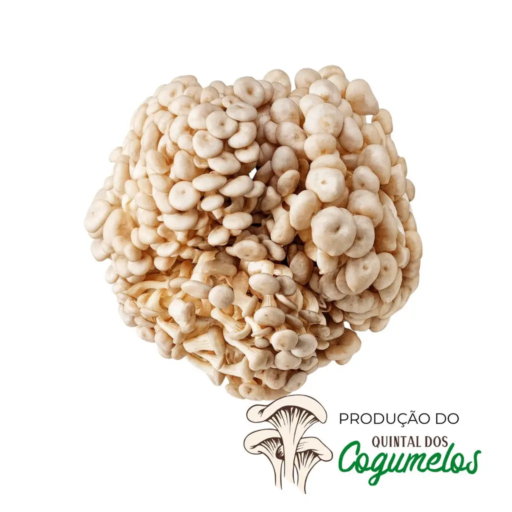 Cogumelo Shimeji 1kg