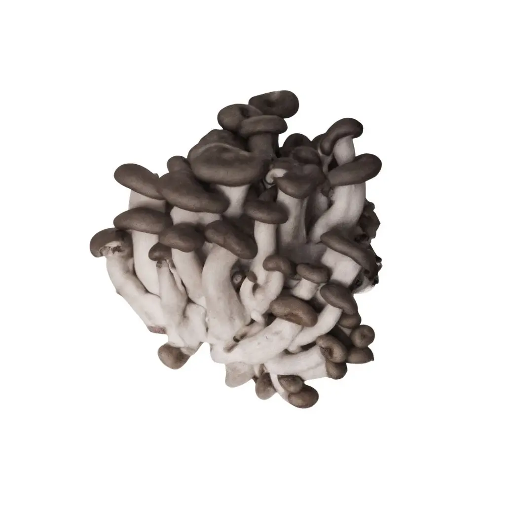 Cogumelo Shimeji Preto 1kg